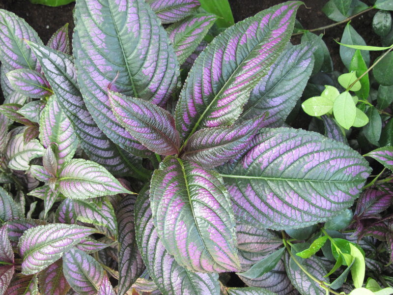 Purple-veined Plant — Green