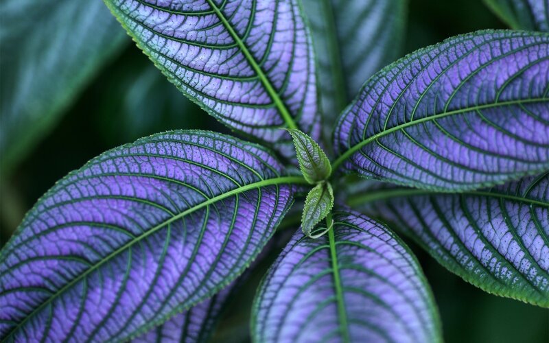 purple-veined plant leaves