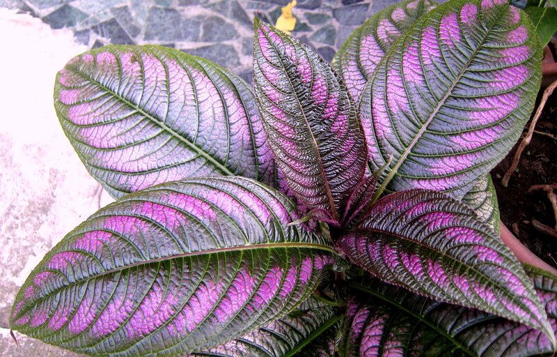 Purple-veined Plant