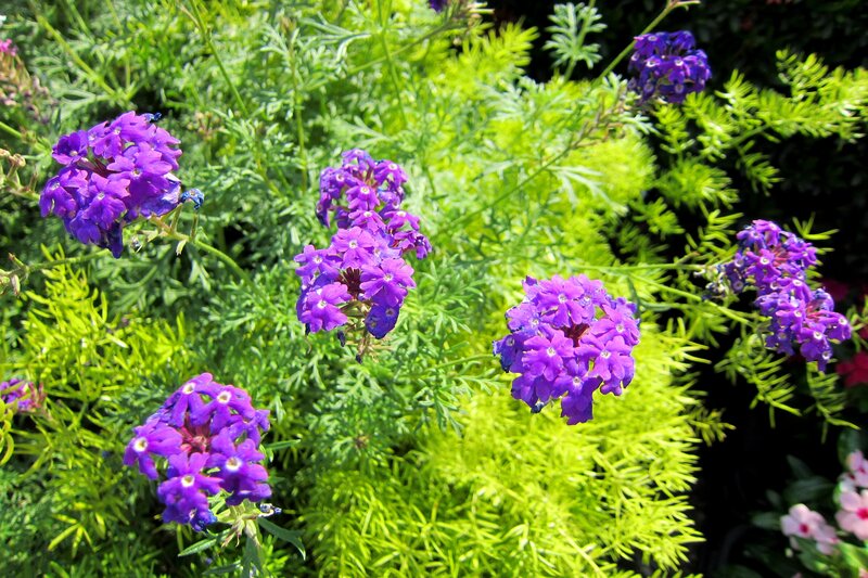 Purple Verbena Flowers — Bright