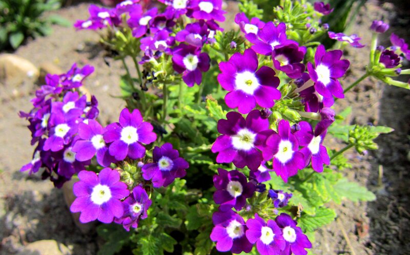 Purple Verbena Flowers — Calm, Afternoon, Photograph