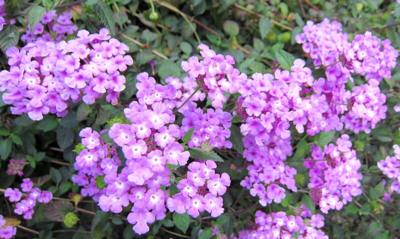 Purple Verbena Flowers — Calm, Afternoon