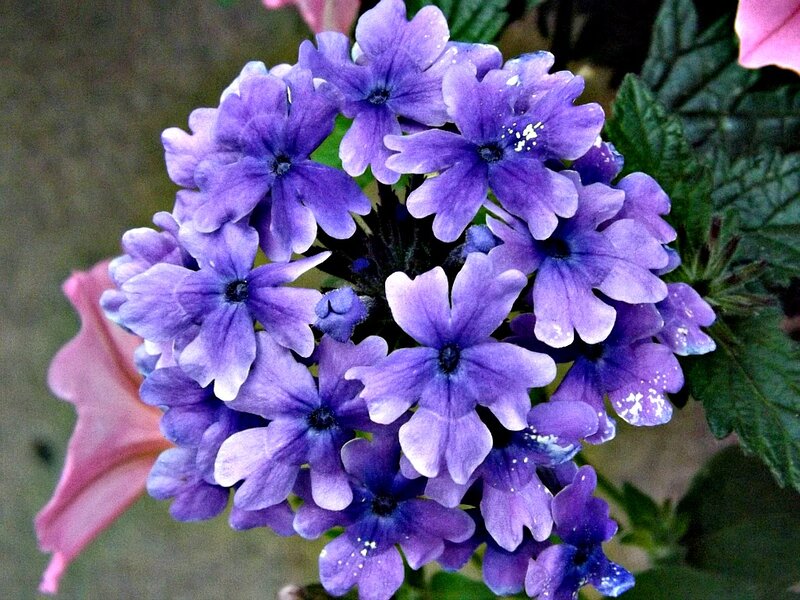 Purple Verbena Flowers — Calm, Photograph