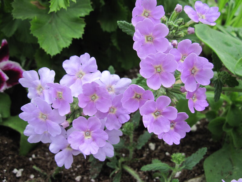 Purple Verbena Flowers — Calm, Spring, Photograph