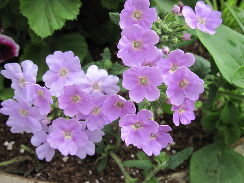 Purple Verbena Flowers — Calm, Spring