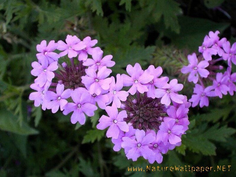 Purple Verbena Flowers — Calm, Summer