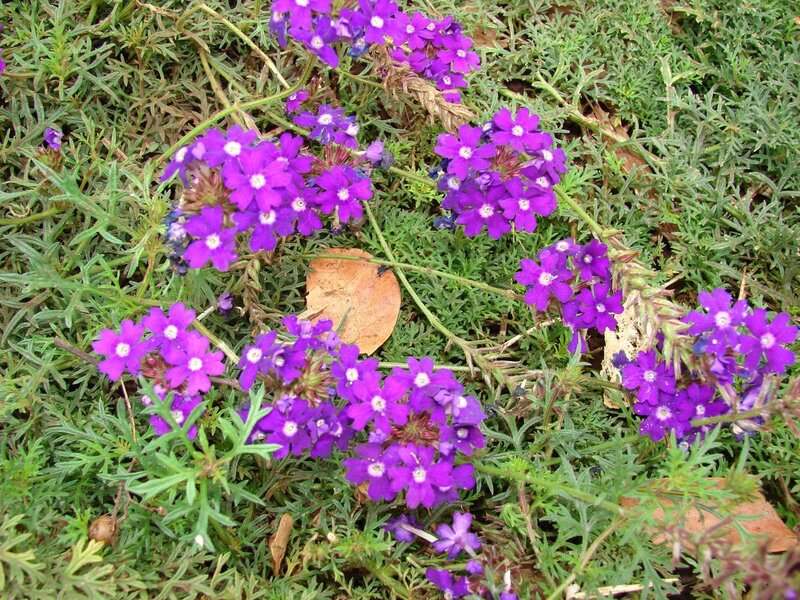 Purple Verbena Flowers — Calm