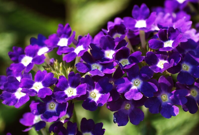 Purple Verbena Flowers — Serene, Afternoon