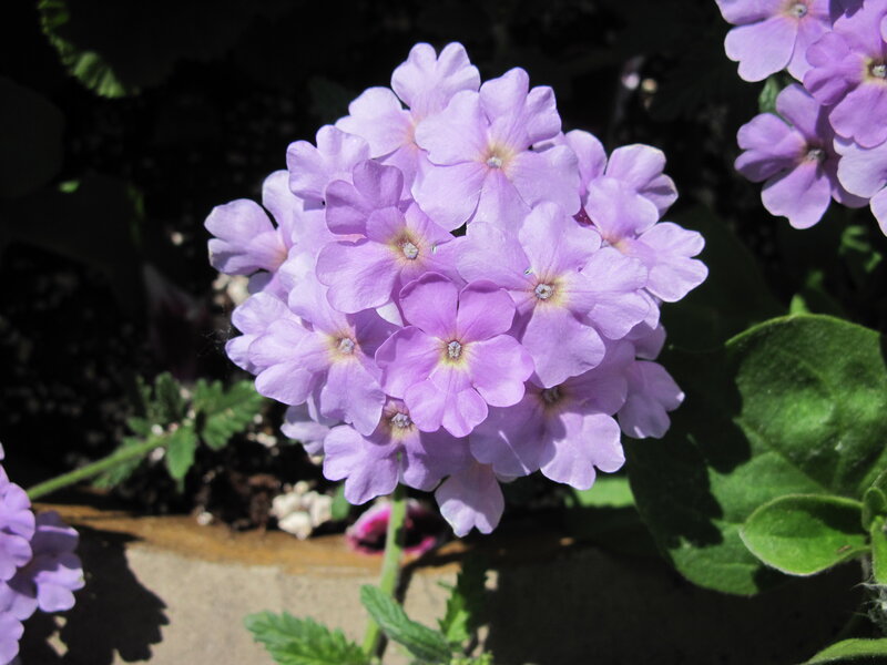 Purple Verbena Flowers — Serene