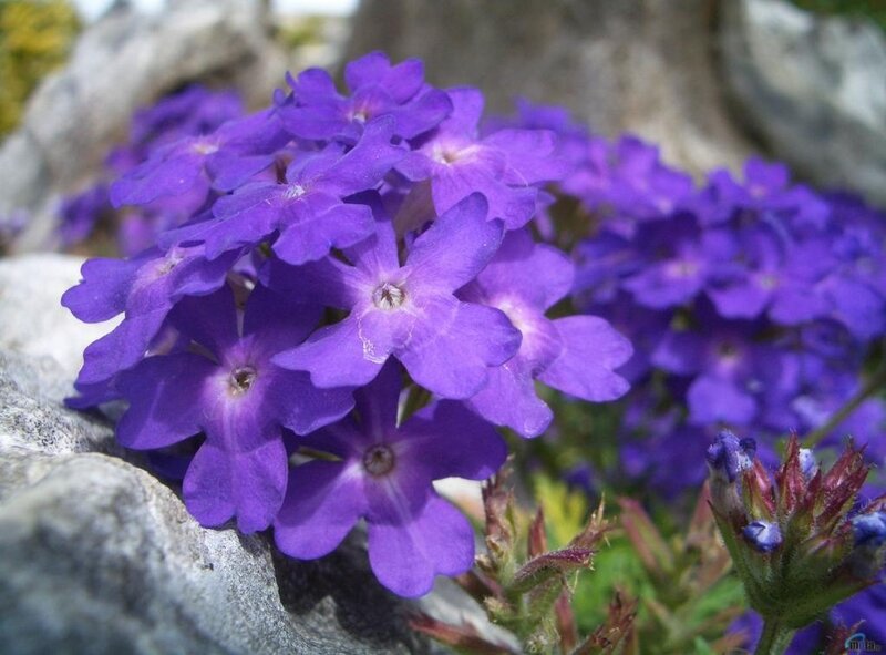 Purple Verbena Flowers