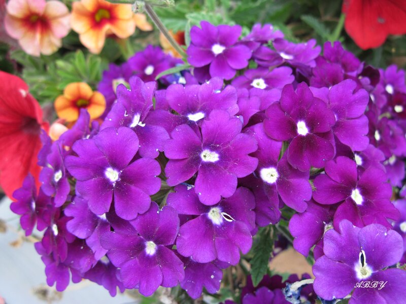 Purple Verbena Flowers — Vibrant
