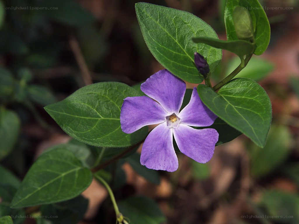 purple vinca flower
