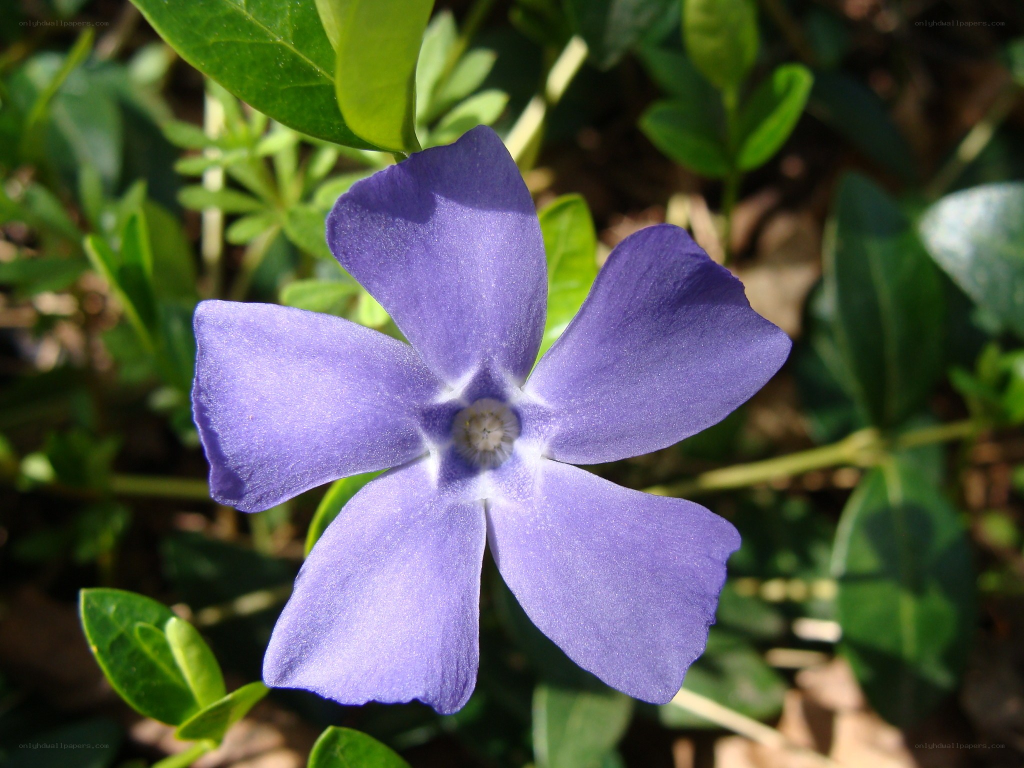 purple vinca flower