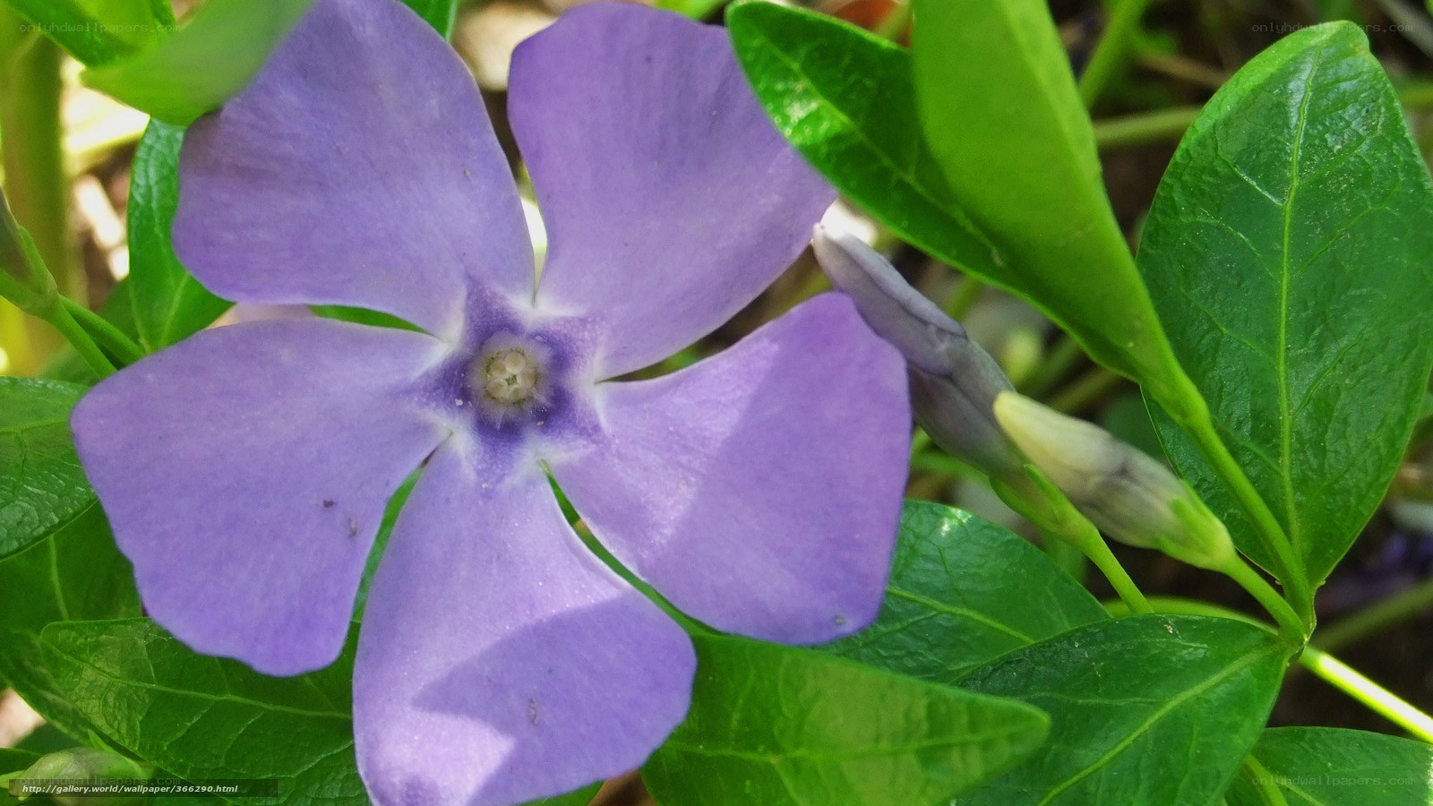 purple vinca flower close-up