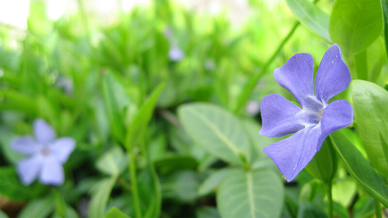 Purple Vinca Flower — Serene, Spring, Photograph