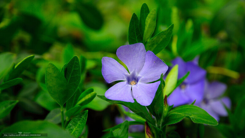 Purple Vinca Flower — Serene, Spring
