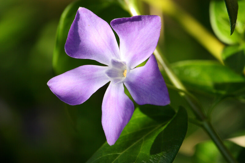 Purple Vinca Flower — Serene