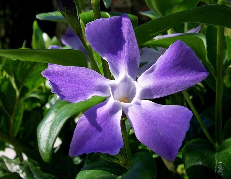 purple vinca flower