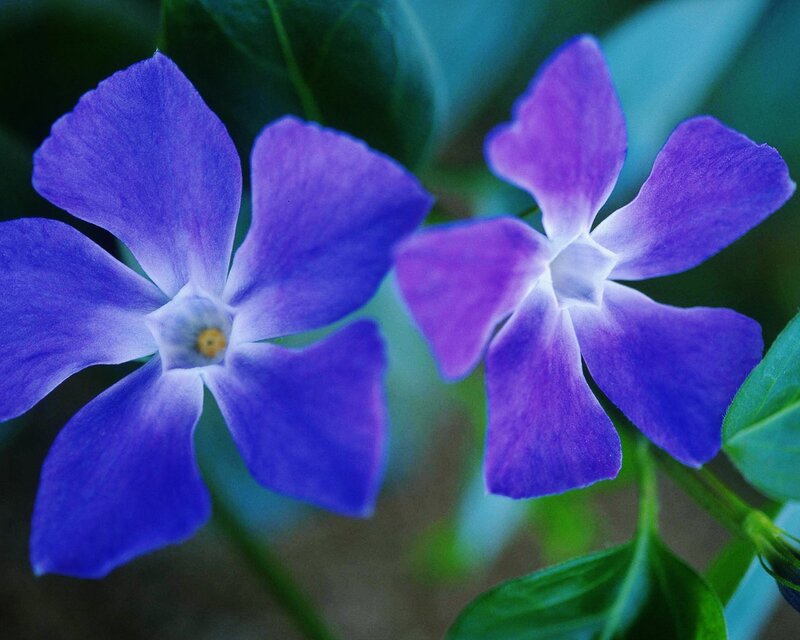 Purple Vinca Flowers — Blue, Calm