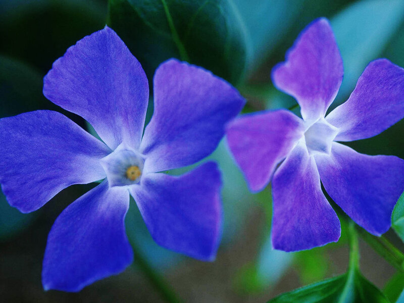 Purple Vinca Flowers — Blue