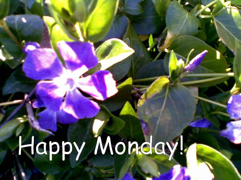 Purple Vinca Flowers — Bright