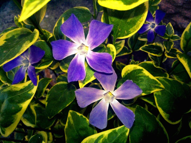 Purple Vinca Flowers — Calm, Photograph