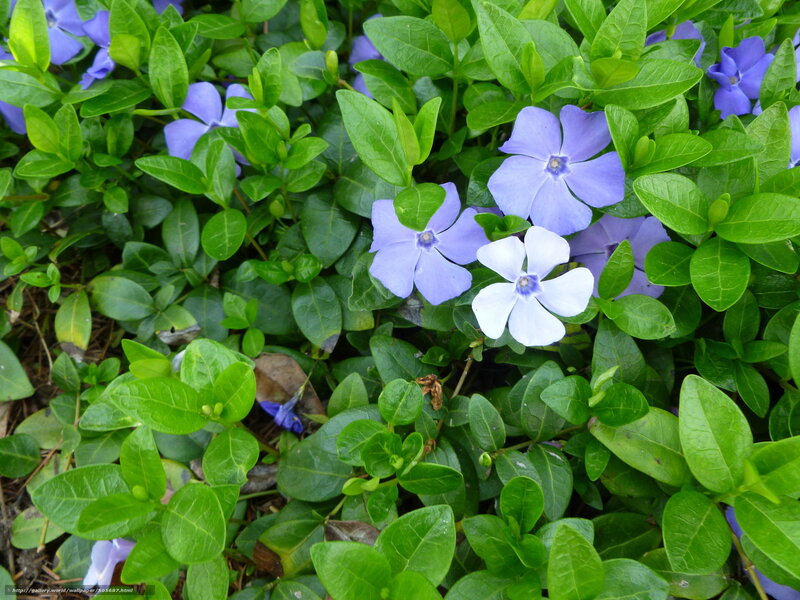 Purple Vinca Flowers — Calm, Spring