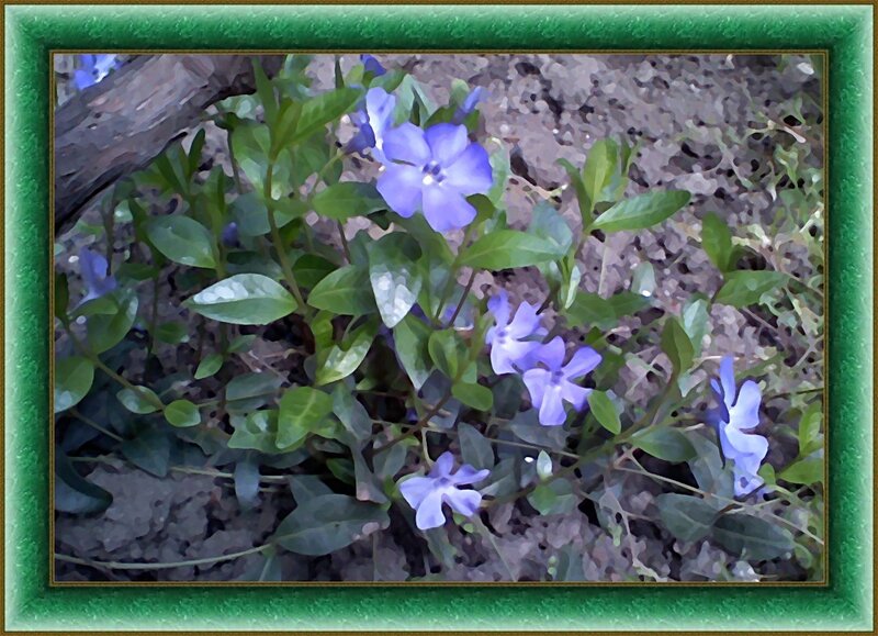 Purple Vinca Flowers — Calm