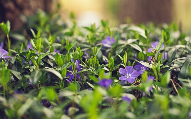 Purple Vinca Flowers — Serene, Spring