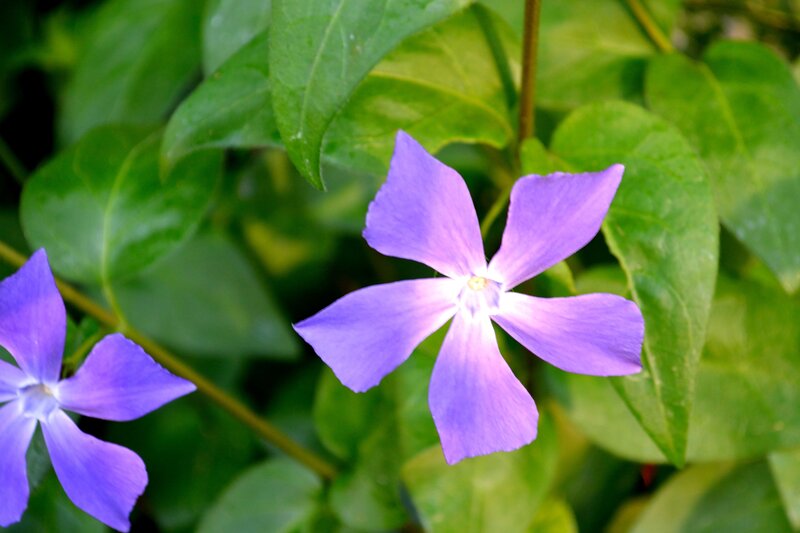 purple vinca flowers