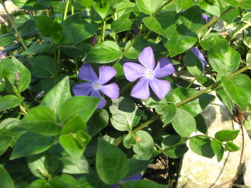 purple vinca flowers with green leaves