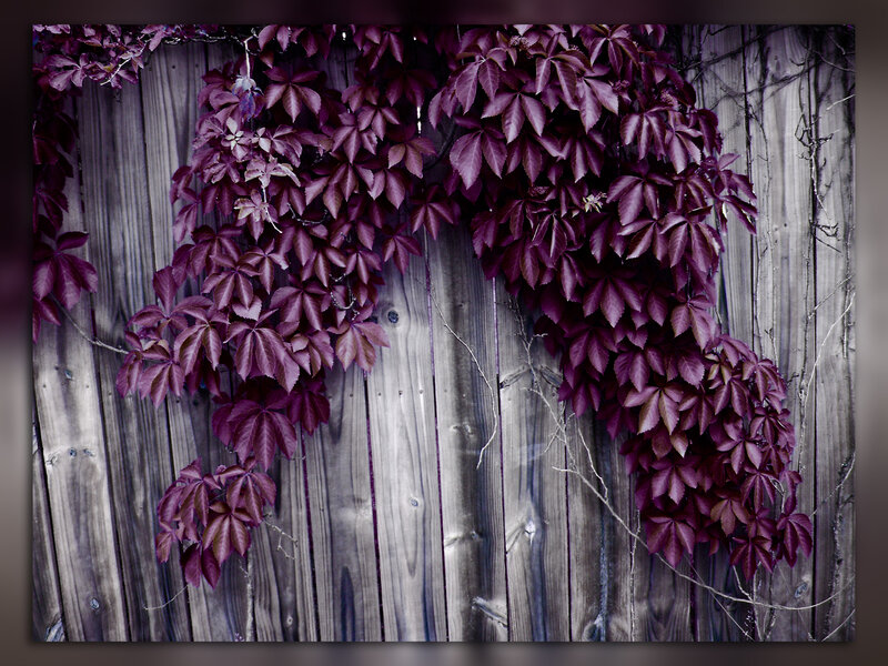 Purple vines on wooden fence