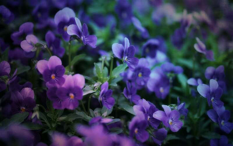 Purple Viola Flowers — Calm, Photograph