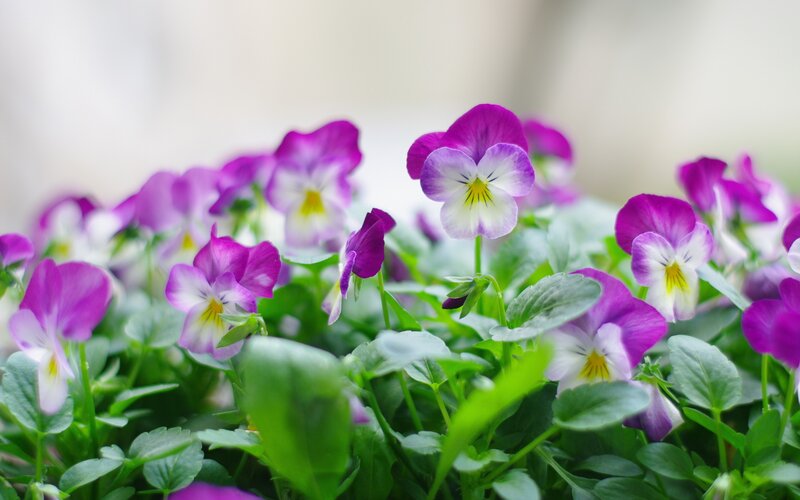 Purple Viola Flowers — Calm, Spring, Photograph