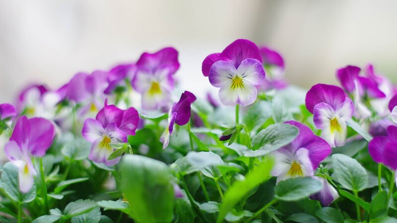 Purple Viola Flowers — Calm, Spring