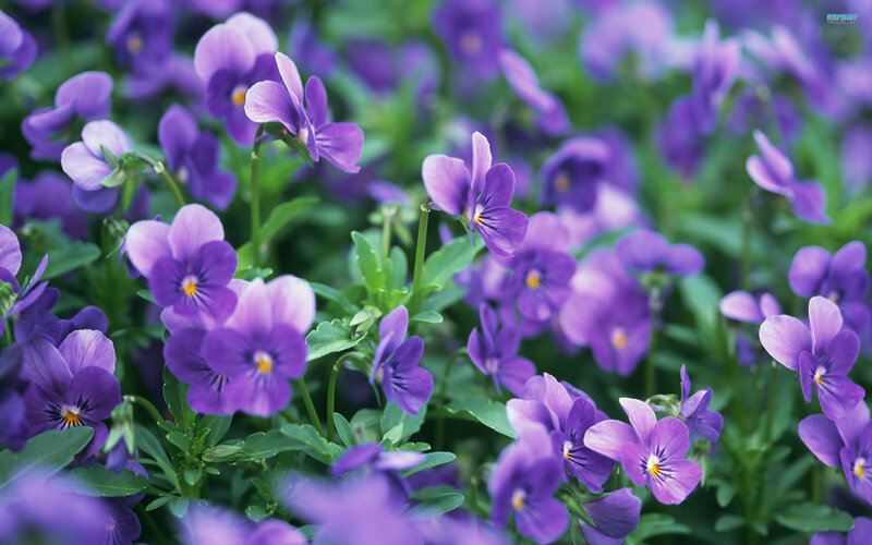 Purple Viola Flowers — Calm