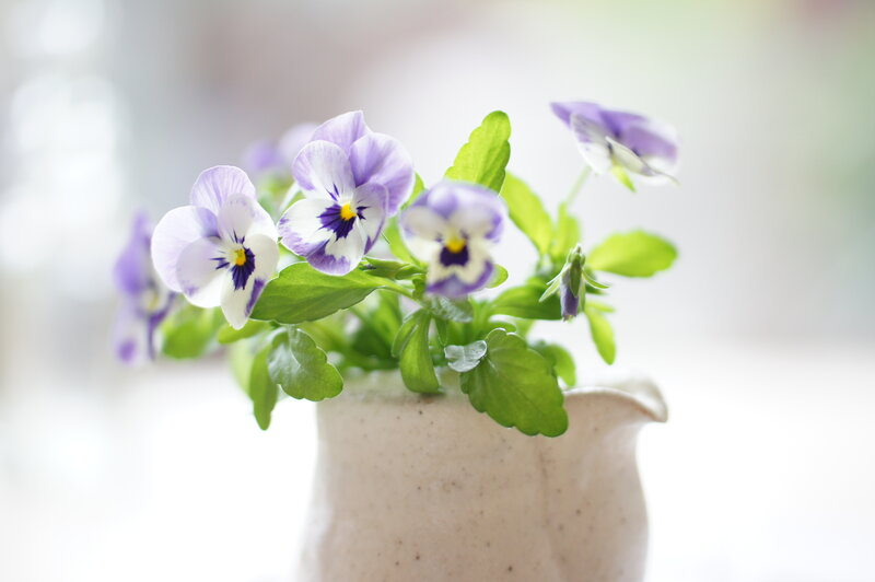Purple Viola Flowers — Serene, Morning