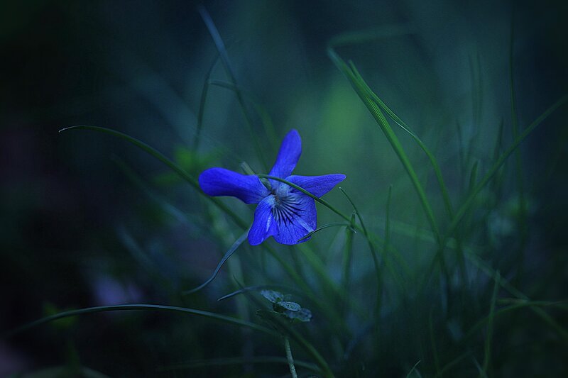 Purple Violet Flower — Blue, Serene