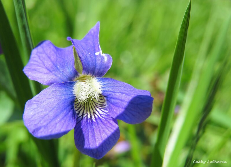Purple Violet Flower — Blue