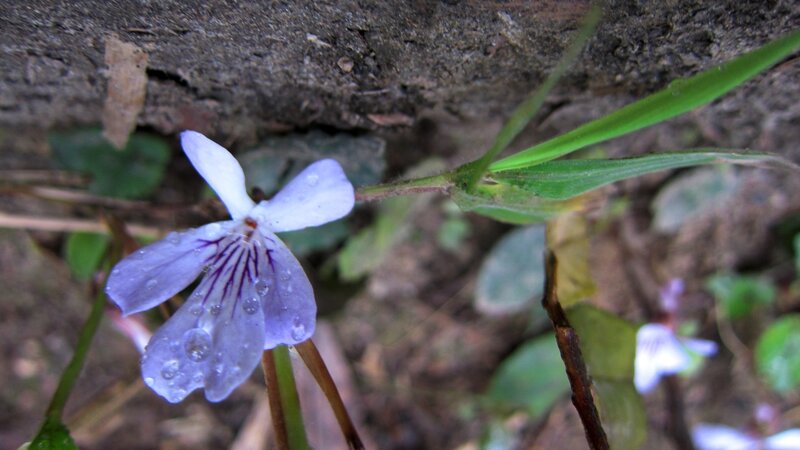 Purple Violet Flower — Calm, Morning