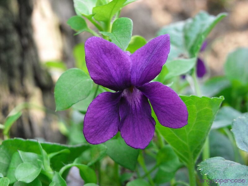 Purple Violet Flower — Calm, Spring