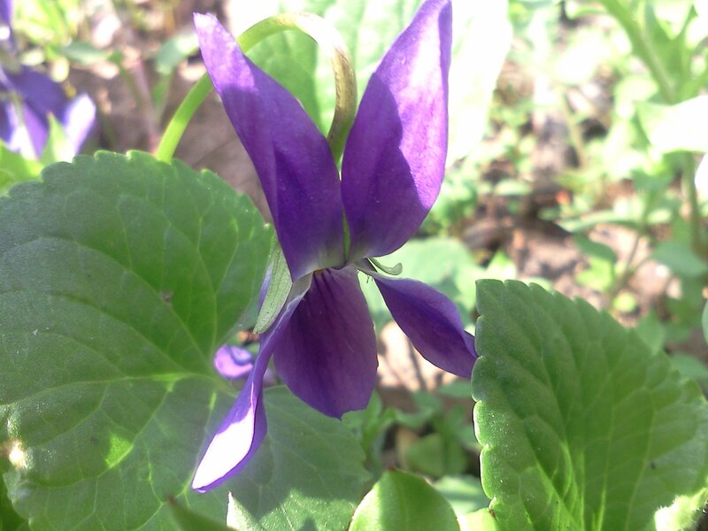 Purple Violet Flower — Calm