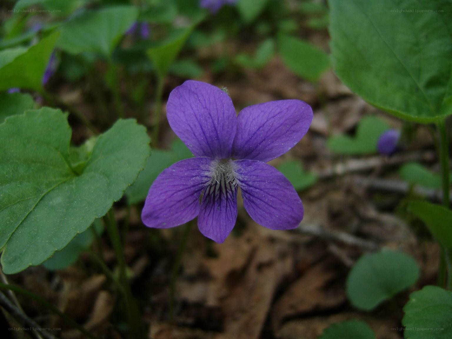 purple violet flower in forest