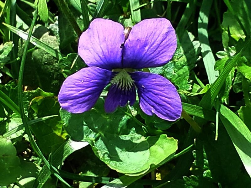 Purple Violet Flower — Serene, Afternoon, Photograph