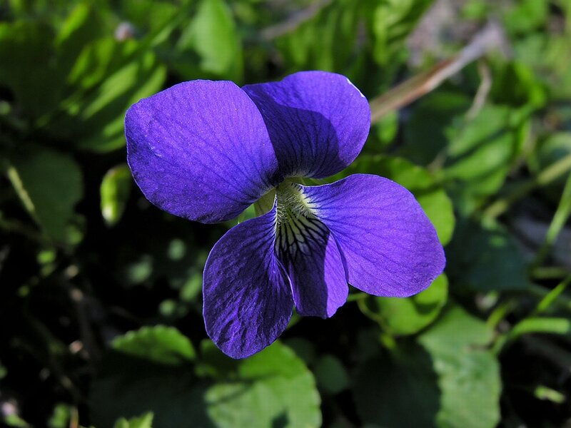 Purple Violet Flower — Serene, Afternoon