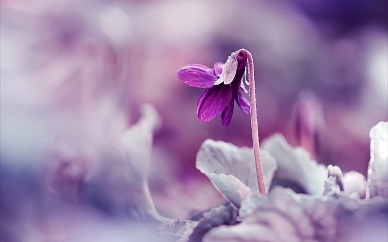 Purple Violet Flower — Serene, Spring