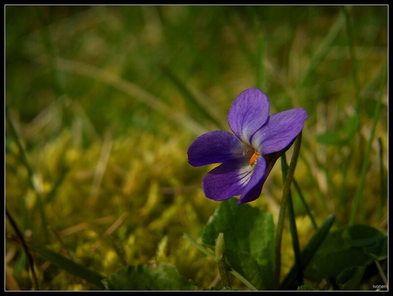 Purple Violet Flower — Serene