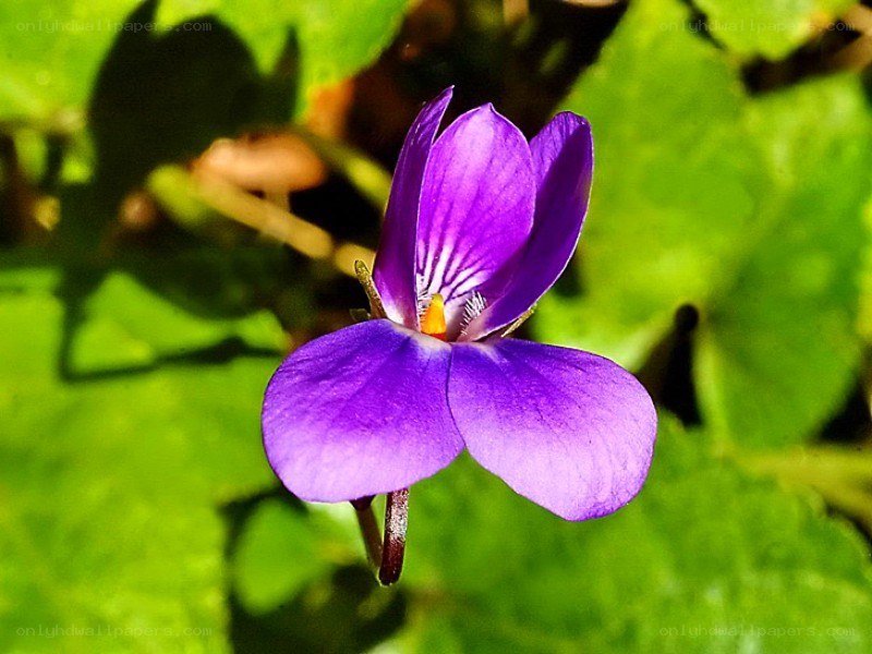 purple violet flower