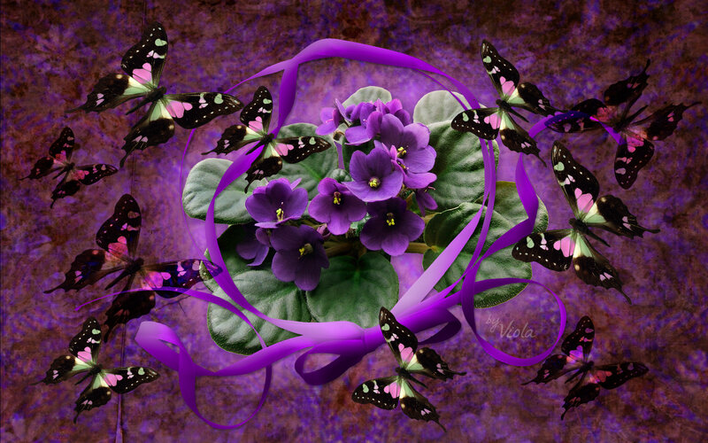 Purple Violets and Butterflies — Dreamy
