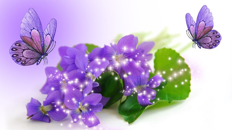 Purple Violets and Butterflies